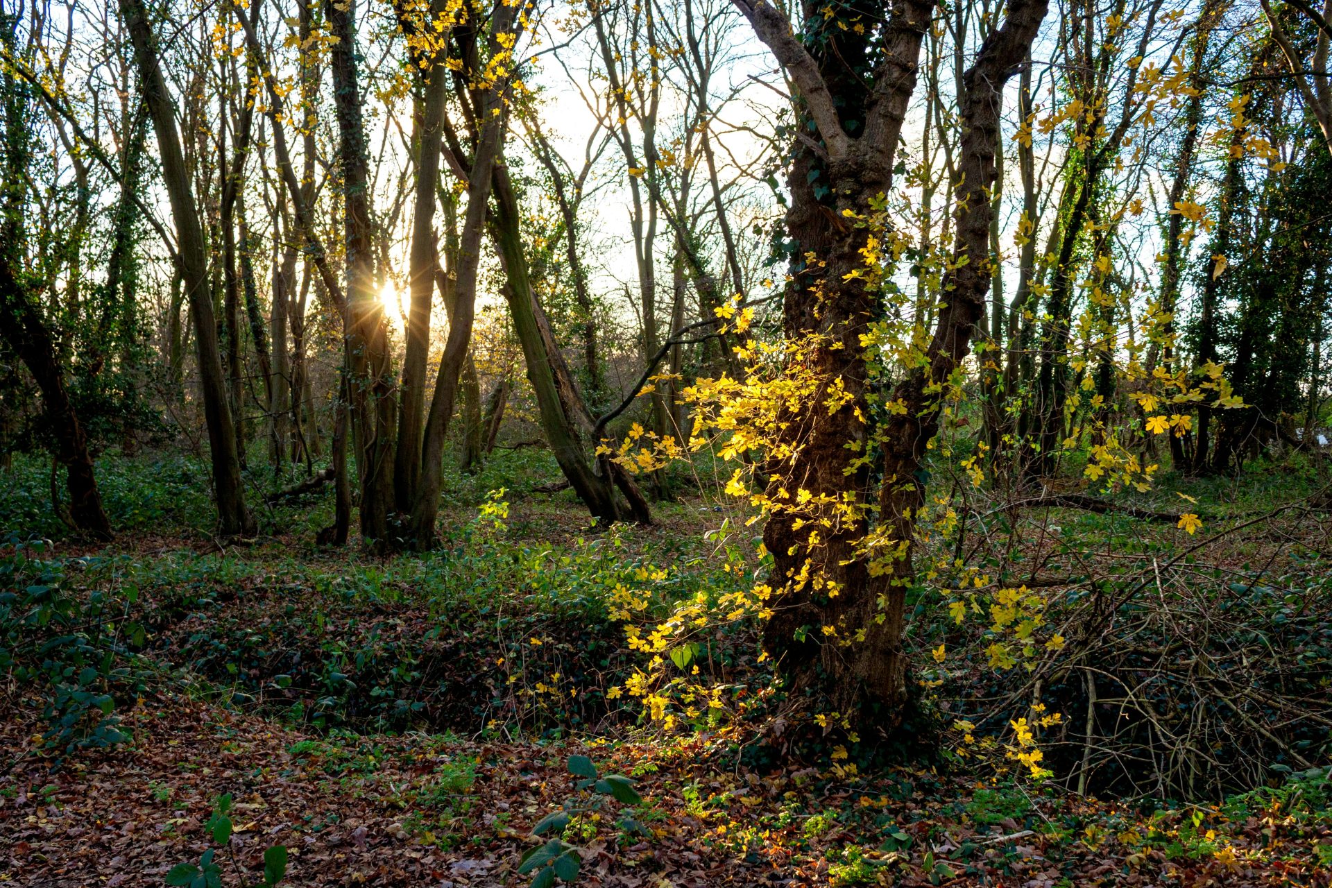 Golden autumn light illuminates a dense forest in Harlow, England, revealing a tranquil natural scene.