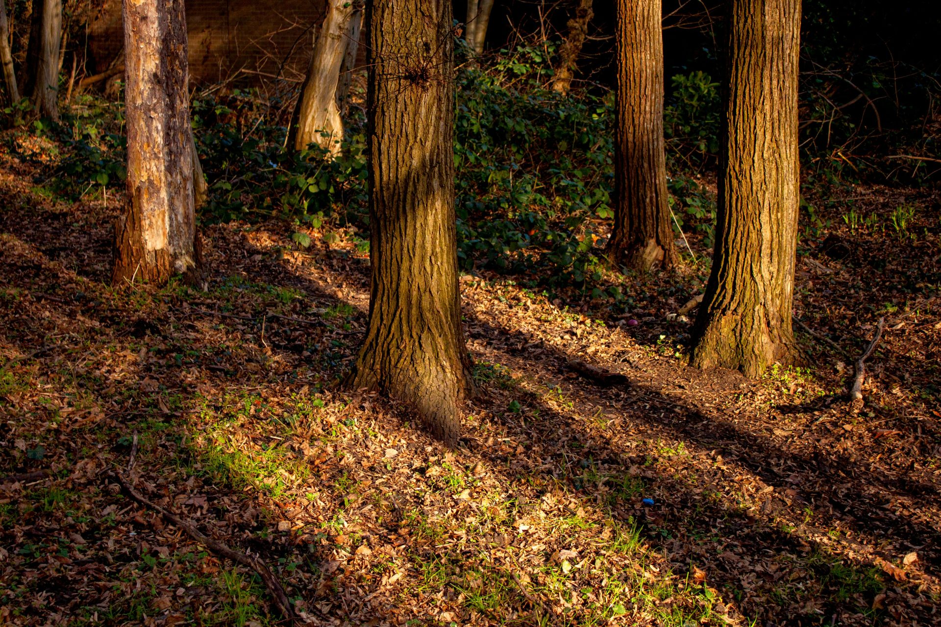 Warm sunlight casts strong shadows in a serene autumn woodland in Harlow, England.