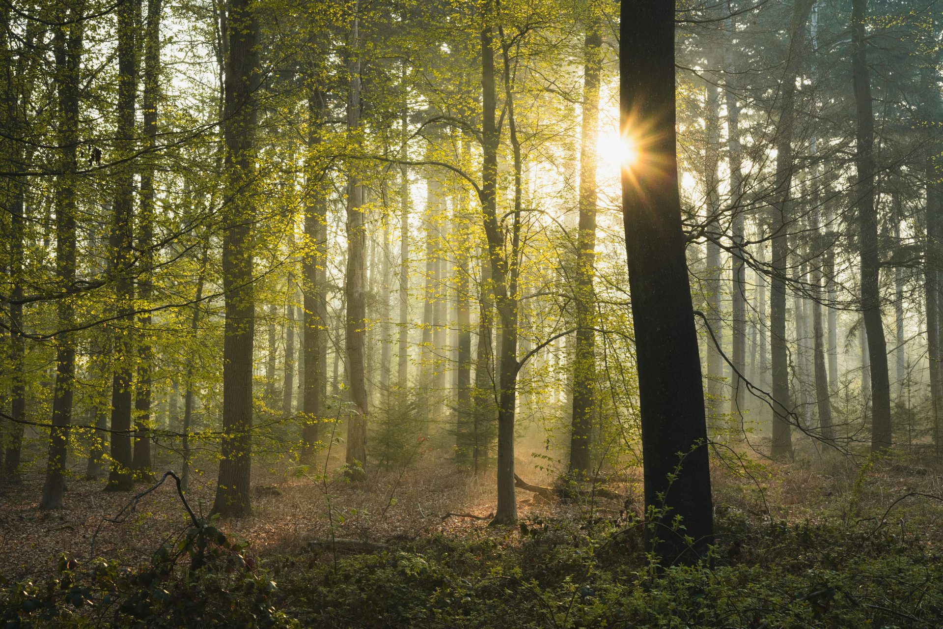 green trees on forest during daytime